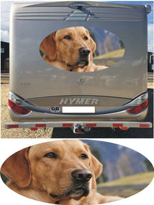 MH10 Golden Labrador 1000mm graphics stickers campervan caravan horsebox motorhome