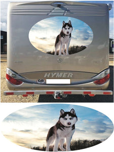 MH11 Husky in the snow 1000mm graphics stickers campervan caravan horsebox motorhome